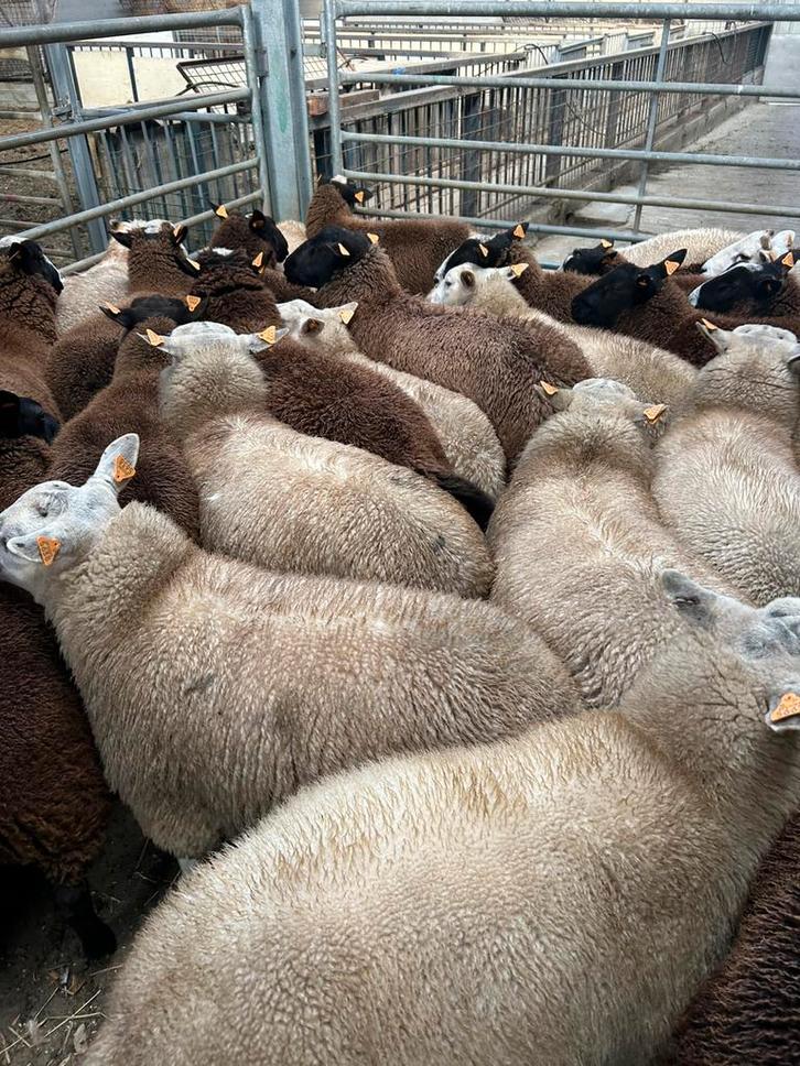 Lot van 35 rammen bokken schapen., Dieren en Toebehoren, Schapen, Geiten en Varkens, Schaap, Mannelijk