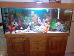 Aquarium compleet met vissen en deco, Ophalen, Zo goed als nieuw