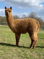 Alpaca merrie veulen, Dieren en Toebehoren, Vrouwelijk