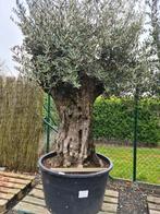 Olijfboom Olea Europaea met oude grillige stam, Jardin & Terrasse, Plantes | Arbres, Olivier, Enlèvement