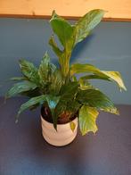 Lepelplant, Huis en Inrichting, Ophalen, Overige soorten, Halfschaduw, In pot