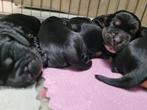 Engelse cocker pups geboren en opgroeiend in mijn huisje, België, Fokker | Hobbymatig, CDV (hondenziekte), 8 tot 15 weken
