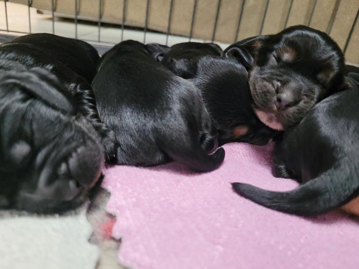 Engelse cocker pups geboren en opgroeiend in mijn huisje, Dieren en Toebehoren, Honden | Retrievers, Spaniëls en Waterhonden, Meerdere dieren