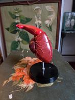 Vintage anatomisch model van het hart van een vis (haai), Ophalen of Verzenden