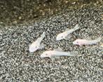 Bébés Ancistrus Blanche-Neige SF, Poisson, Poisson d'eau douce