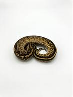1.0 bongo YB het axanthic VPI, Dieren en Toebehoren, Reptielen en Amfibieën