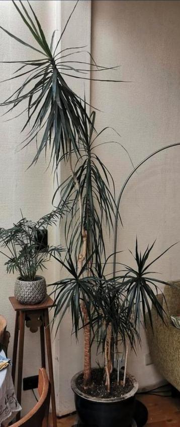 Dracaena of drakenbloedboom 2 meter hoog. Gezonde plant. beschikbaar voor biedingen