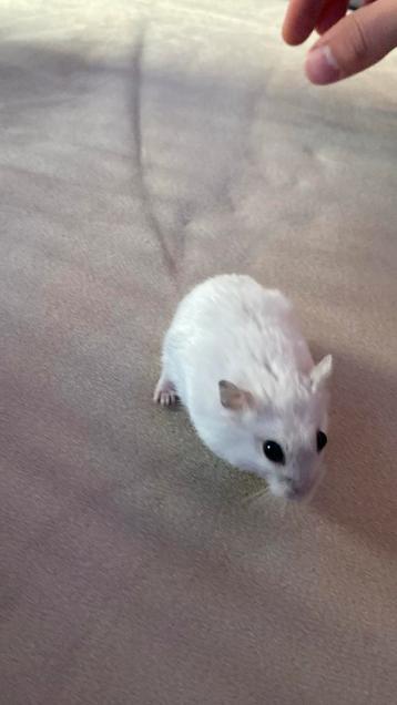 Mooie lieve baby dwerghamster vrouwtje beschikbaar voor biedingen