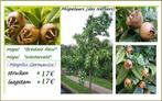 MISPELBOMEN: oa Bredase Reus, Laagstam 17€ , Halfstam 22€/st, Tuin en Terras, Planten | Tuinplanten, Ophalen of Verzenden, Lente