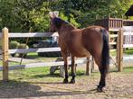 Paarden, Merrie, 11 jaar of ouder