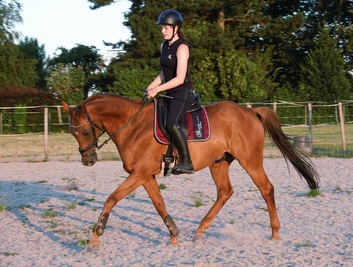 Lesgever & ruiter aangeboden, Dieren en Toebehoren, Paarden