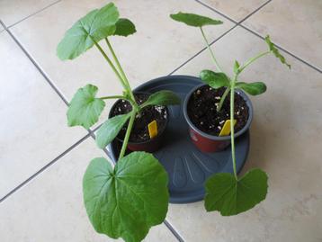 Courgette Black Beauty + Long White Bush, Ophalen, Eenjarig, Groenteplanten
