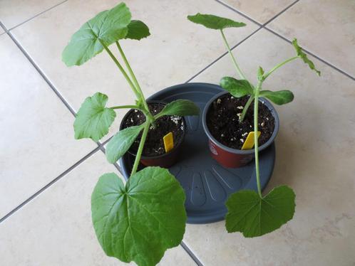 Courgette Black Beauty + Long White Bush, Tuin en Terras, Planten | Tuinplanten, Eenjarig, Groenteplanten, Ophalen