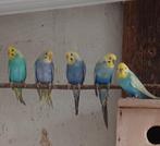 Jonge regenboog parkieten, Dieren en Toebehoren, Vogels | Parkieten en Papegaaien, Geringd