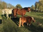 Pony Gratis, Dieren en Toebehoren, A pony (tot 1.17m), Recreatiepony
