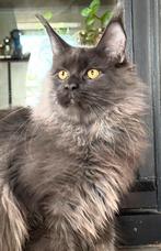 Blue Smoke Maine Coon katertje met stamboom!, Dieren en Toebehoren, Katten en Kittens | Raskatten | Langhaar, Kater, Met stamboom