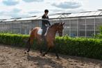 Betrouwbare 4jarige dressuurruin