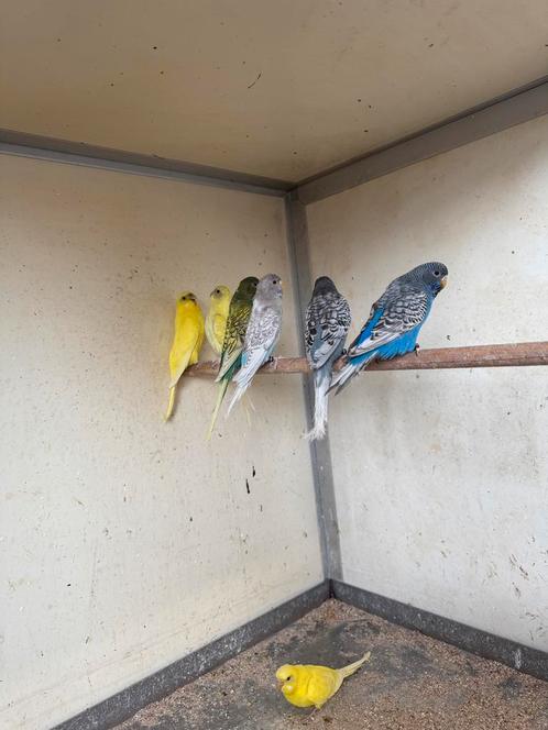 Melanistic Blackface en supers, Dieren en Toebehoren, Vogels | Parkieten en Papegaaien, Parkiet, Meerdere dieren, Geringd