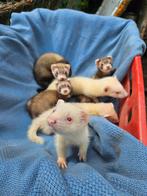 Jonge gespeende fretten, Dieren en Toebehoren, Overige Dieren, Mei, Vrouwelijk
