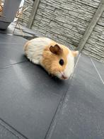 Cavia vrouwtje, Animaux & Accessoires, Rongeurs, Cobaye