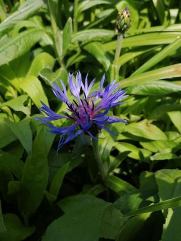 Centaurée ou bleuet- jeunes plantes. 