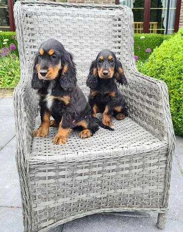 engelse cocker pups beschikbaar voor biedingen