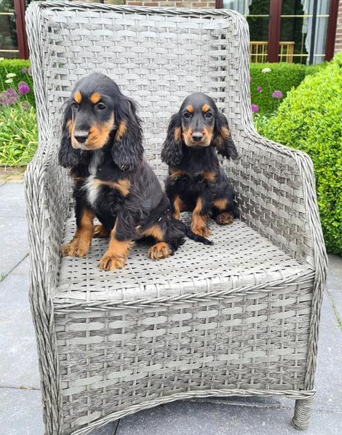 engelse cocker pups, Dieren en Toebehoren, Honden | Retrievers, Spaniëls en Waterhonden, Meerdere dieren, Spaniël, Fokker | Professioneel