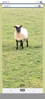 Zuiver schropshire ooi te koop, Dieren en Toebehoren, Schapen, Geiten en Varkens