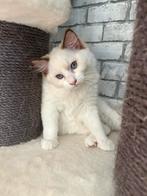 Lief ragdoll katertje met stamboom, Kater, Gechipt, 0 tot 2 jaar