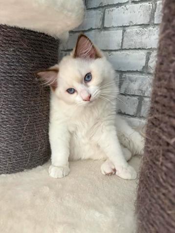 Lief ragdoll katertje met stamboom beschikbaar voor biedingen
