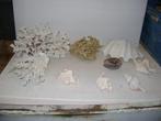 Coraal, spons, grote en kleine schelpen, Enlèvement, Coquillage(s)