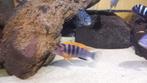 Malawi cichliden, Dieren en Toebehoren, Vissen | Aquariumvissen
