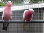 rose kaketoe, Meerdere dieren, Papegaai, Geringd