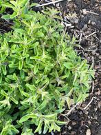 Marjolein plant gezonde stevige kluit, staat in volle grond, Jardin & Terrasse, Plantes | Jardin, Enlèvement ou Envoi