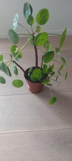 Pannenkoeken  plant ., Ophalen, Overige soorten, Minder dan 100 cm, Volle zon