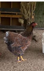 Wyandotte, Dieren en Toebehoren, Vrouwelijk, Kip