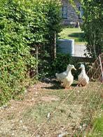 Volwasse vrouwtje merchtemse eend, Dieren en Toebehoren, Eend