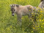 Shetland veulens (merrie-en hengsteveulens), Dieren en Toebehoren, Gechipt, Niet van toepassing, 0 tot 2 jaar, Meerdere dieren