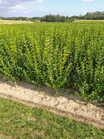 Ligustrum ovalifolium, Enlèvement