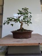 Bonsai Acer, Enlèvement