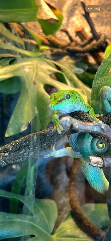 Phelsuma grandis vrouwelijk volwassen.  beschikbaar voor biedingen