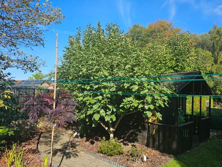 Vijgenboom brown turkey, Tuin en Terras, Planten | Bomen, Overige soorten, 250 tot 400 cm, Volle zon, Zomer, Ophalen