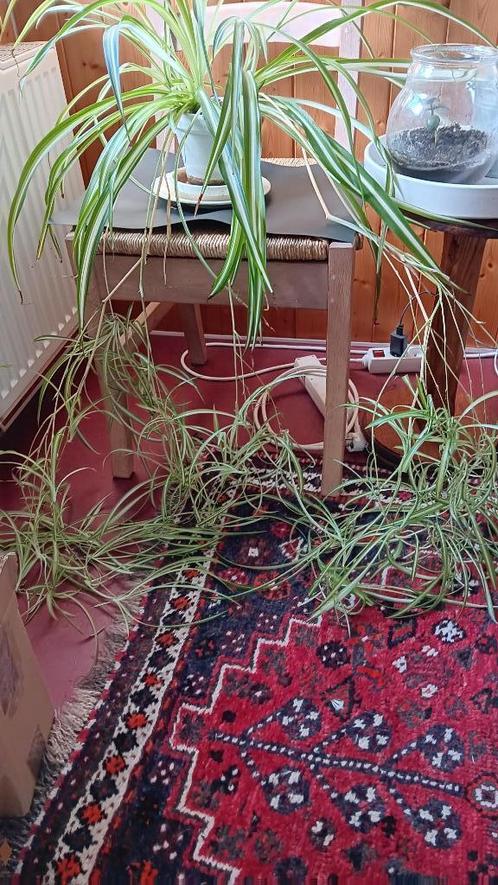 graslelie, Huis en Inrichting, Kamerplanten, Overige soorten, Minder dan 100 cm, Bloeiende kamerplant, Halfschaduw, Ophalen