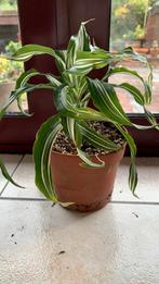 Plant: Drakenplant Dracaena fragrans, Huis en Inrichting, Kamerplanten, Ophalen