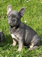 franse bulldog pups,reutje,blauw, Dieren en Toebehoren, CDV (hondenziekte), Meerdere, Bulldog, 8 tot 15 weken