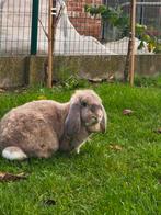 France hagoor, Dieren en Toebehoren, Mannelijk