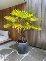 Palmboom Trachycarpus fortunei 190 cm met grote pot, 100 tot 250 cm, Palmboom, Ophalen, Volle zon