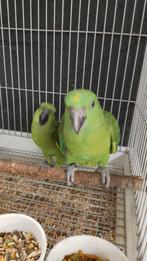 Tamme baby Geelnekamazones, een van beste praters, Dieren en Toebehoren, Vogels | Parkieten en Papegaaien, Geslacht onbekend, Papegaai