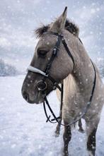 Halve stal gezocht, Dieren en Toebehoren, Ophalen of Verzenden, Zo goed als nieuw, Dressuur