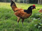 Jonge Vorwerk hanen, Dieren en Toebehoren, Pluimvee, Mannelijk, Kip